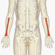 We did not find results for: Radius Bone Wikipedia