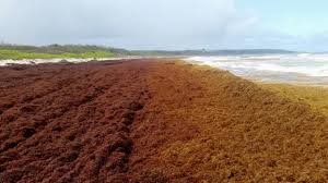 Saint Lucia - Sargassum Information Hub