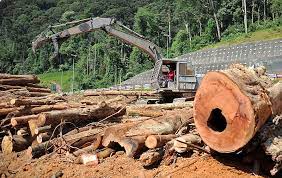 Beli balok 6x12 online berkualitas dengan harga murah terbaru 2021 di tokopedia! File Kayu Balak 8168942972 Jpg Wikimedia Commons