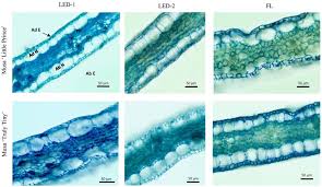 Image result for Musa sp. (Ornamental bananas)