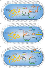 Plant cell cultures for the production of recombinant proteins. High Throughput Recombinant Protein Expression In Escherichia Coli Current Status And Future Perspectives Open Biology
