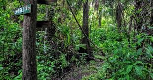 Trail Of The Elves I 2020