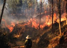 Los profesionales de prevención y extinción de incendios forestales han de tener nociones avanzadas sobre el uso de la motosierra. Incendios Forestales Que Son Que Danos Provocan Y Cuantos Se Han Registrado En Peru Noticias Agencia Peruana De Noticias Andina