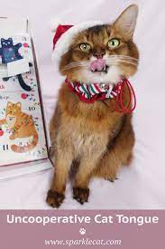 Uncooperative Tongue Cat Themed Gifts Cat Holidays Cat Advent Calendar