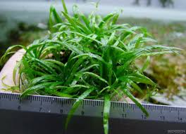 Image result for Ranalisma