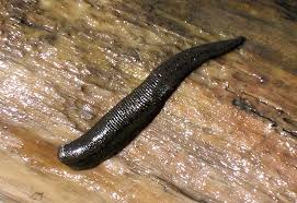 Leeches - Phil Rowley Fly Fishing