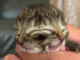 A kitten is a juvenile cat. Two Faced Kitten Biscuits Gravy Janus Cat Dies 4 Days After Birth Barfblog