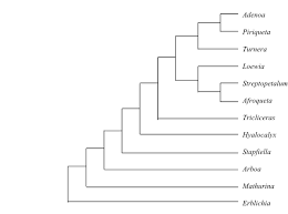 Image result for Afroqueta