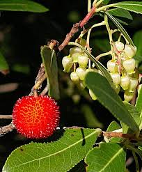 Check spelling or type a new query. Strawberry Tree Honey Honey Traveler