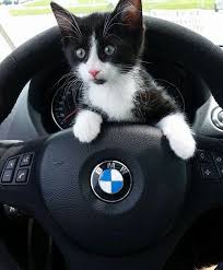 hey i got a bmw bmw エンブレム ネコ 車