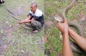 Show king cobra with fireman. Nyah Dedah Tak Pakai Ilmu Tangkap King Kobra Besar Lengan Geram Ular Patuk Ibu Saudara Tak Sempat Ditangkap Viral Mstar