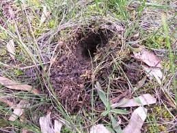 Mole holes are covered by a hill of earth, while a vole hole is not. Bandicoot Digs The Little Marsupial Burrows That Keep Australia S Soil Healthy