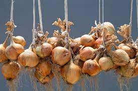 I pull up the mature onions and then let them dry on a screen under a covered porch. Harvesting And Storing Onions Shallots Allotment Gardens