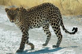 Leoparda simbolika, sapņi un vēstījumi - Sauszemes Dzīvnieki