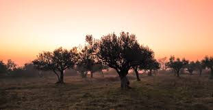 As they arrived in the garden, jesus had instructed the three to stay put and watch and pray that they may i think whatever happens he will give us what we need bear and understand it as long as we. The Garden Of Gethsemane It S Importance In The Bible