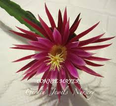We did not find results for: Connie Mayer In 2021 Orchid Cactus Blooming Orchid Orchids