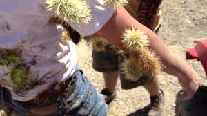 Cómo quitar espinas de cactus. Como Sacar Las Espinas Cactus Y Suculentas Dominicanos Facebook
