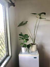 The key is to choose the right ones. Reckon This North East Facing Window Will Give My Plants Enough Light Houseplants