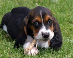 Basset Hound Puppies Hound Puppies Basset Hound Puppy Hound Dog Puppies