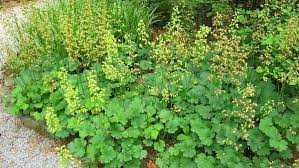 Image result for heuchera americana