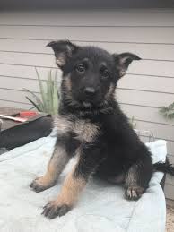 View our available dogs and adopt a german shepherd today. German Shepherd Puppies For Sale In Texas Petswall