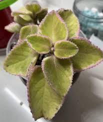 Image result for Coleus amboinicus