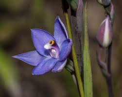 Image result for Lessertia pauciflora