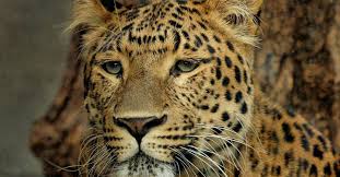 What's not to love about this cute cat breed? Best Big Cats List Of Big Cat Species