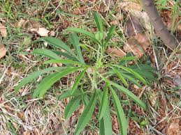 Image result for Jatropha seineri
