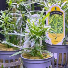 Image result for Pogostemon