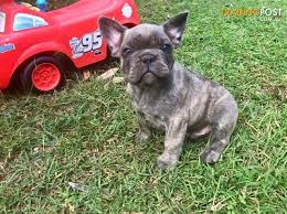We have specialized in champion sired puppies since 2001 with our original male gabrielle. Blue Brindle Male French Bulldog Puppy