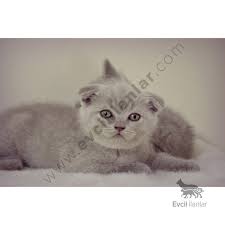 Scottish Fold Lilak Rengi Kedi Hayvan Evcil Hayvanlar
