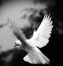 Tan Bird With Black And White Wings Flight Black And White Birds White Bird Tattoos Birds Tattoo