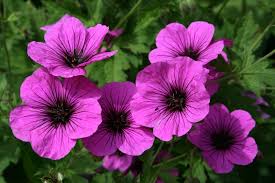 Image result for Geranium