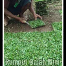 Jual rumput jepang bojonegoro, jual rumput gajah mini bojonegoro, jual rumput golf bojonegoro, jual rumput manila bojonegoro, cara beli rum. Rumput Gajah Mini 10rb Wajak Kab Malang Tokopedia