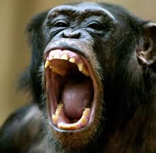 The tarzan story from jane's point of view. Hollywood Star Legendarer Tarzan Affe Cheetah Stirbt Mit 80 Jahren Welt