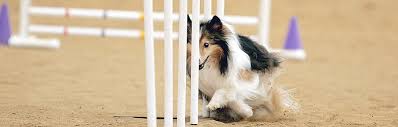 Vip sheltie , a small hobby kennel located in kiev, ukraine, established in 2011.we purchased our first sheltie in 1996. About Us Minnesota Sheltie Rescue