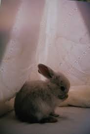 Doona Fort Cute Baby Animals Pet Bunny Cute Animals