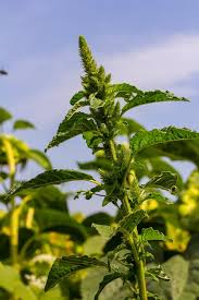 Image result for Amaranthaceae