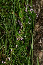 Image result for Cyphia