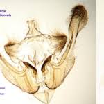 Image result for Photedes captiuncula