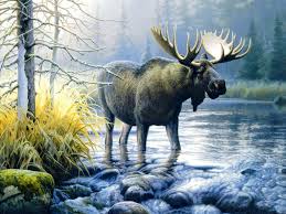 Free Download Images Collection Of Moose Ntiu24 Collection 1024x768 For Your Desktop Mobile Tablet Explore 72 Moose Wallpaper Moose Wallpaper For Computer Images & pictures of moose wallpaper download 60 photos. moose ntiu24 collection 1024x768