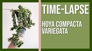This plant is great for hanging pots and ledges that will show off its verdant trailing vines. Hoya Compacta Variegata Time Lapse Variegated Hindu Rope Hoya Growing Youtube