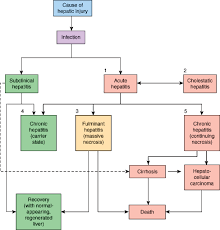 Liver Disease Pathophysiology Of Disease An Introduction