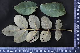 Image result for Lannea discolor