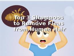 top 3 best flea shoo human hair