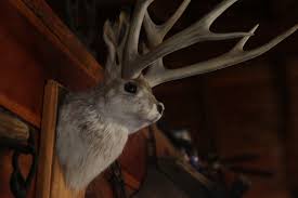 2020 deer season shoulder mounts $550 special. Jackalope Head Wall Mount Wooden Plaque Rabbit Real Antlers Taxidermy Home Decor Sporting Goods Other Taxidermy Dr Lindner Ipn Co Il