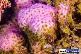 Image result for Cussonia arenicola