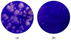 Human rhinoviruses (hrvs) were first discovered in the 1950s in an effort to identify the etiology of the common cold. Applied Sciences Free Full Text Ingredients Acting As A Physical Barrier For The Prevention And Treatment Of The Rhinovirus Infection