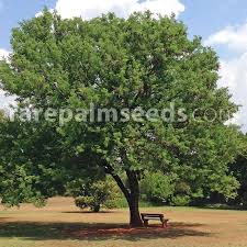 Image result for Acacia nigrescens